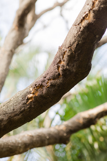 在南佛罗里达，一棵即将死亡的大树腐烂时，树皮和真菌都脱落了图片下载