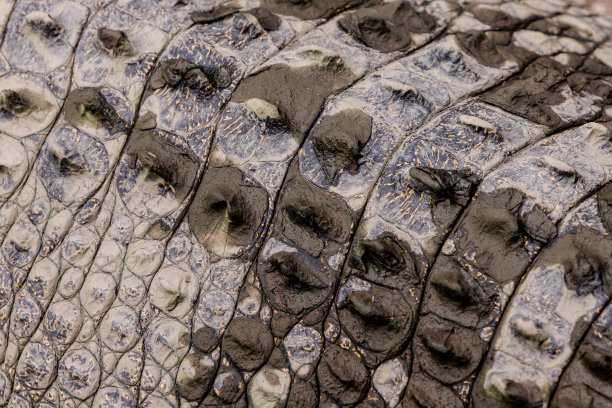 近距离的咸水鳄鱼鳞片图片下载