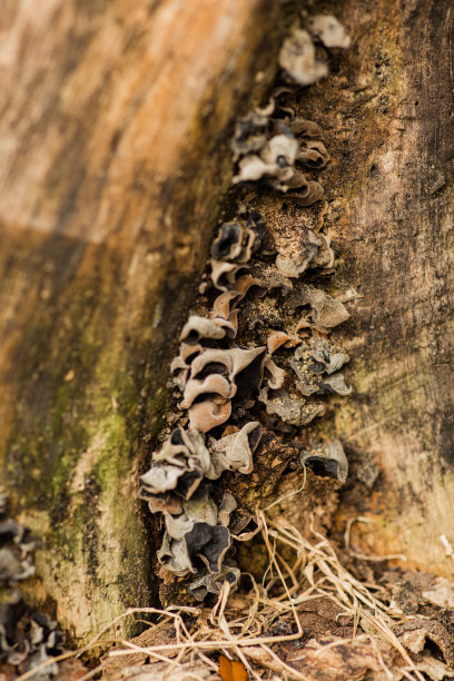 在南佛罗里达，一棵即将死亡的大树腐烂时，树皮和真菌都脱落了图片下载