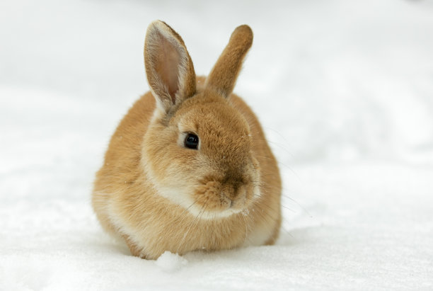 冬天可爱的兔子图片下载