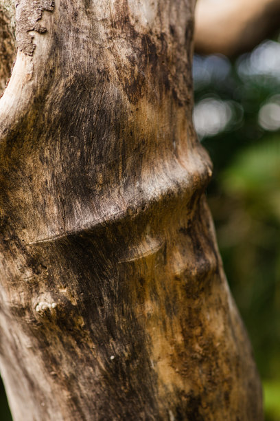 在南佛罗里达，一棵即将死亡的大树腐烂时，树皮和真菌都脱落了图片下载