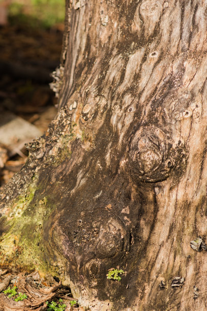 在南佛罗里达，一棵即将死亡的大树腐烂时，树皮和真菌都脱落了图片下载