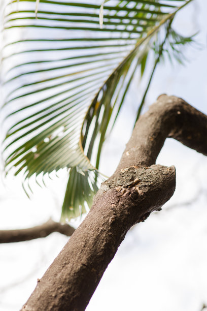 在南佛罗里达，一棵即将死亡的大树腐烂时，树皮和真菌都脱落了图片下载