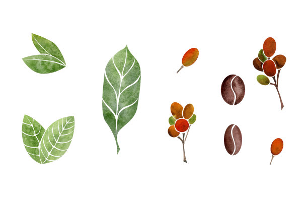 水彩手绘对象。咖啡生豆和烘豆，绿叶。孤立在白色背景上。用于邀请，咖啡馆，餐厅的食物菜单，打印，网站，卡片图片下载
