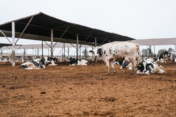 牛在泥泞的谷仓里吃草图片下载