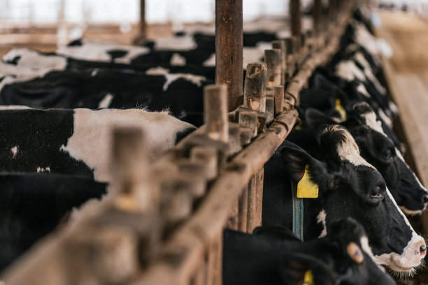 奶牛被困在农场饲料掩体的围栏里图片下载