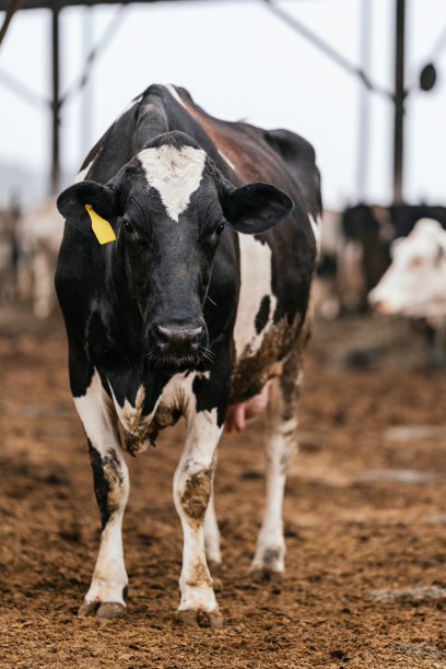 一头牛站在马厩上，耳朵上有一个id图片下载