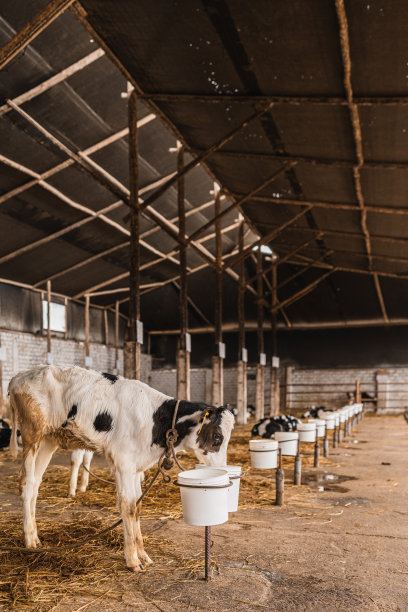 小牛从农场的容器里喝牛奶的垂直照片图片下载