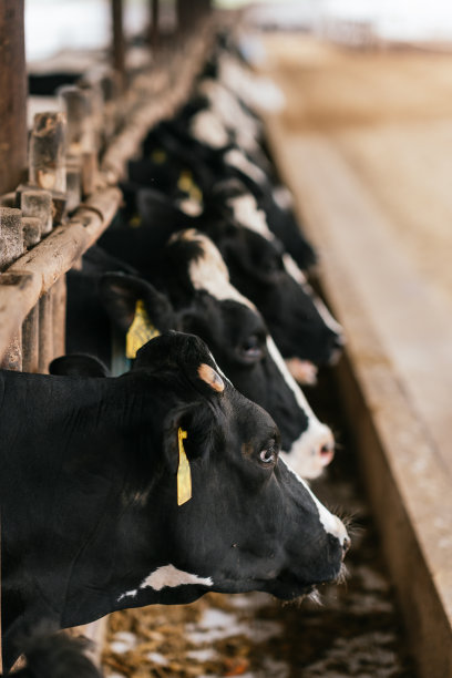 牛头在牧场吃东西时越过围栏图片下载