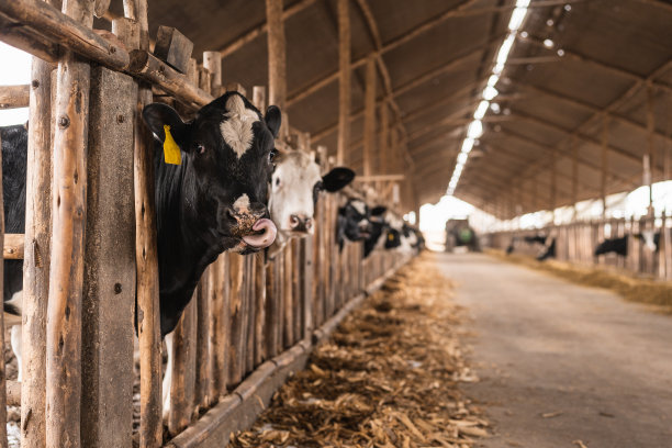 奶牛在马厩里一边吃干稻草一边看着镜头图片下载