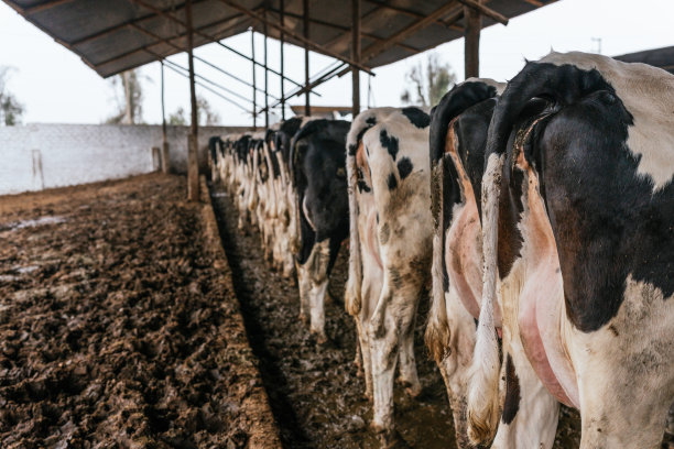 牛在养牛场里排队吃东西图片下载