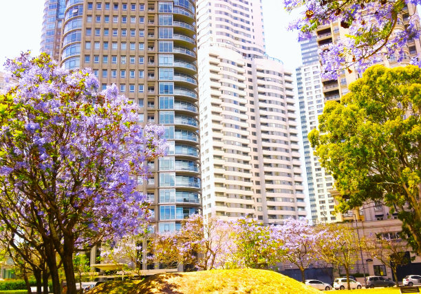 马德罗港地区的蓝花楹开花树。图片下载
