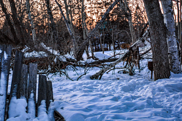 哦亲爱的图片下载