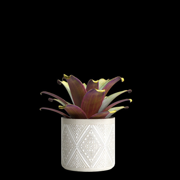 室内植物隔离在黑色背景的3d插图图片下载