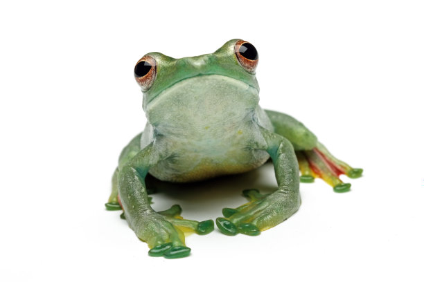 玉树蛙坐在树叶上图片下载