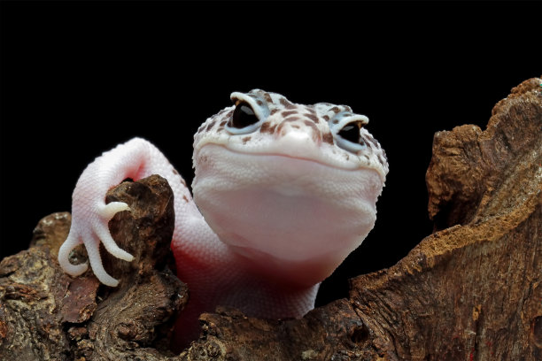 豹壁虎特写图片下载