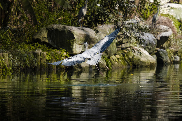 阳光下的白鹭图片下载