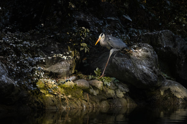 阳光下的白鹭图片下载