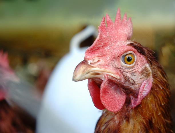 鸡的头图片下载