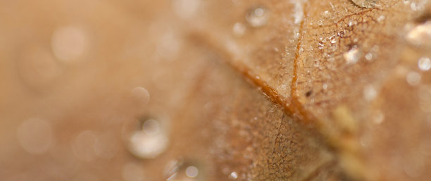 西班牙瓜达拉玛山国家公园的“落叶”图片下载