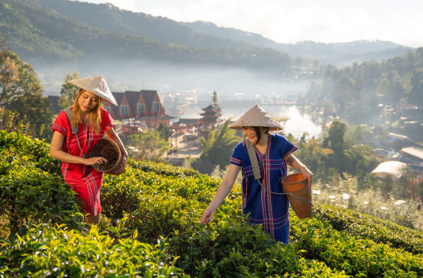 清晨，在有几栋建筑背景的山间，两名穿着山地布的亚洲妇女提着篮子，在温暖的光线和薄雾中收集绿茶叶子。图片下载