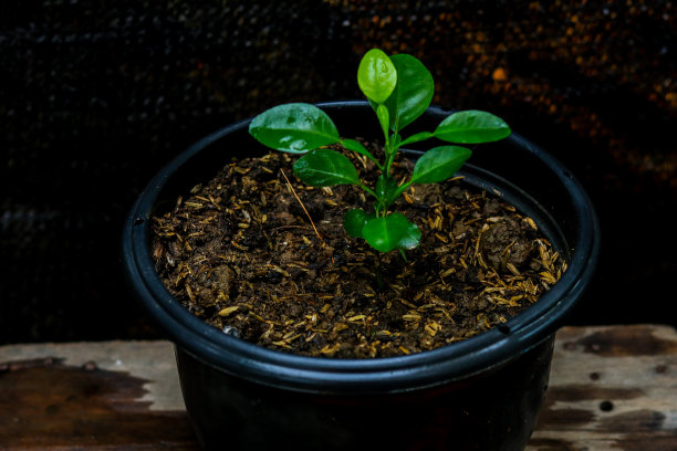 番茄和辣椒图片下载