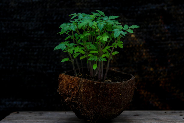 番茄和辣椒图片下载