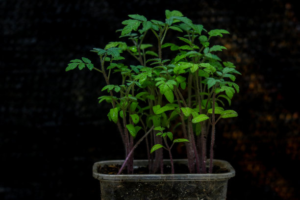 番茄和辣椒图片下载