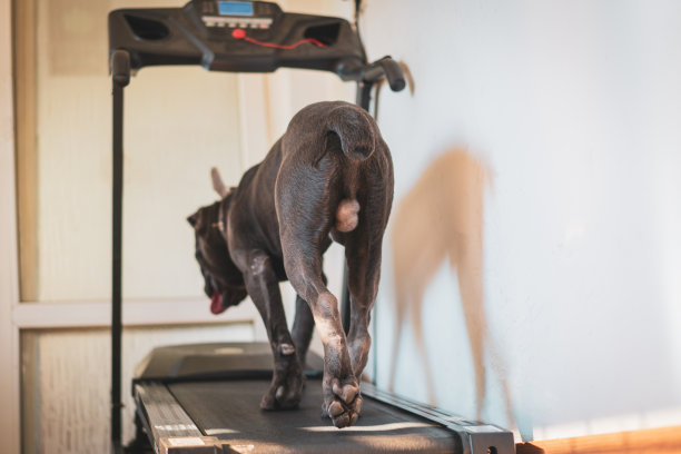 甘蔗高素狗在跑步机上行走在家里露台的后视图图片下载