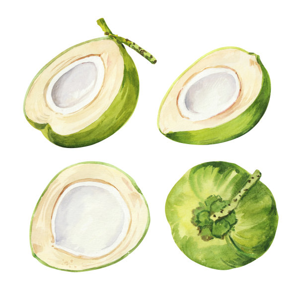 水彩手绘绿色椰子植物插图图片下载