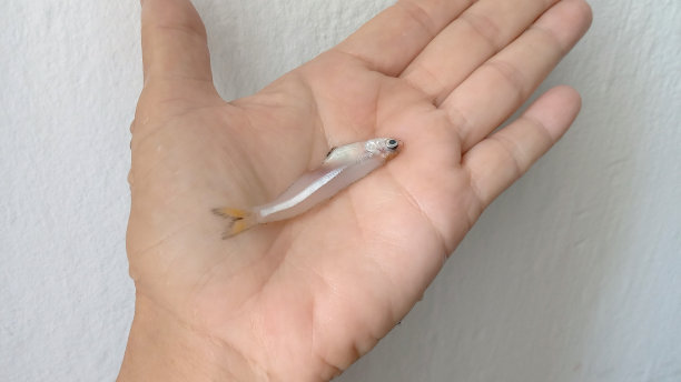 一条鱼图片下载