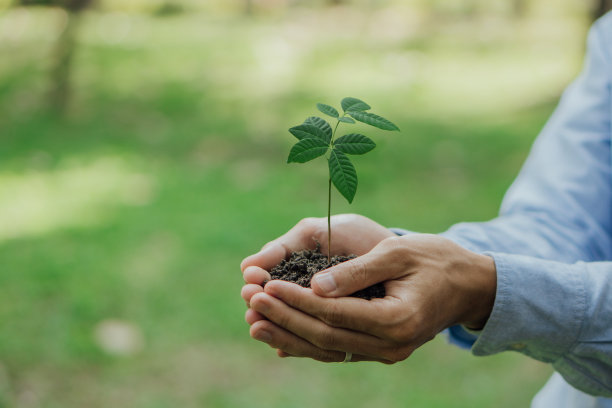 在模糊的绿色自然背景上，商人手握着年轻的植物。世界环境日。全球社区团队合作。慈善志愿工作。图片下载