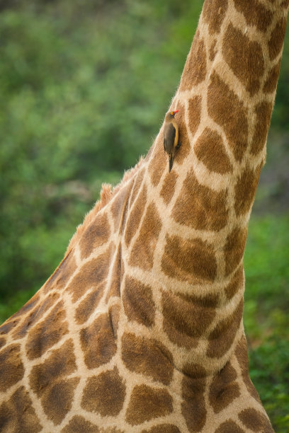 长颈鹿特写图片下载
