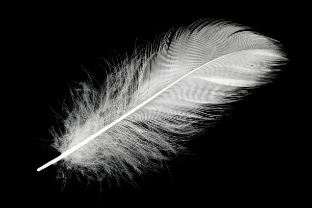 白色羽毛孤立在黑色背景上图片下载