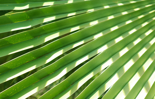 背景或旗帜的棕榈叶反射的艺术图案图片下载