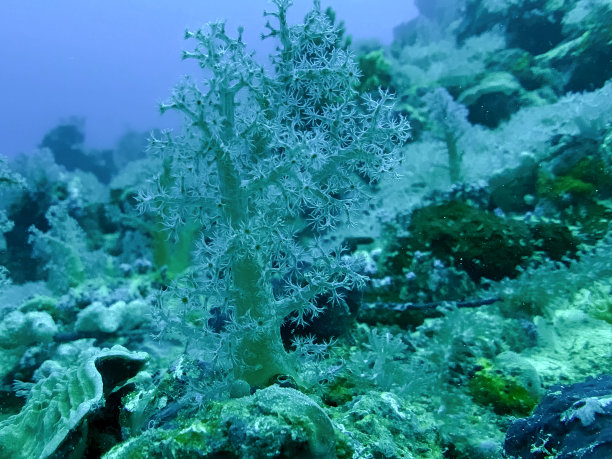 珊瑚树图片下载