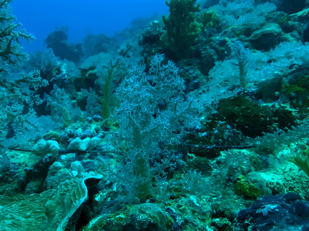 珊瑚树图片下载