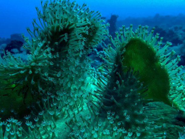 软皮珊瑚图片下载