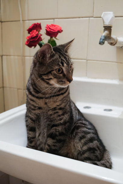 欧洲短毛猫坐在脸盆，基辅，乌克兰图片下载