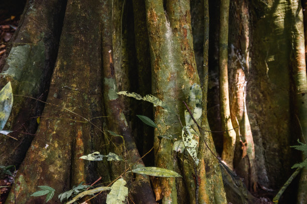 泰国兰塔岛的绿色热带雨林树干图片下载