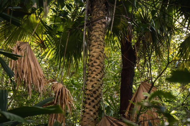 热带雨林中棕榈树树干中间的绿叶图片下载