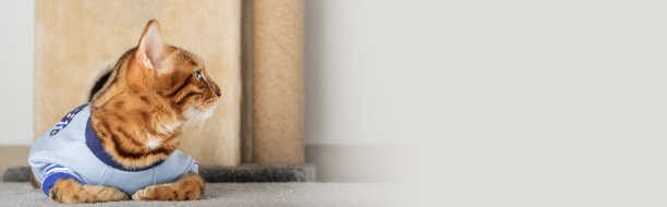 穿着夹克的红猫在房间的地板上。图片下载