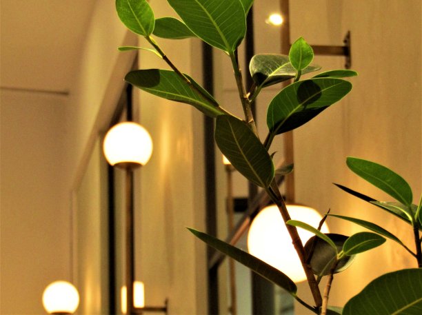 Fikus和灯。内部。图片下载