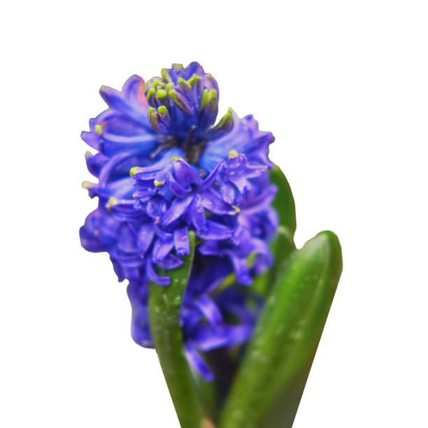 蓝色风信子花带露珠，复制空间为文字。为家庭园艺购买室内植物和鲜花，孤立在白色背景上。图片下载