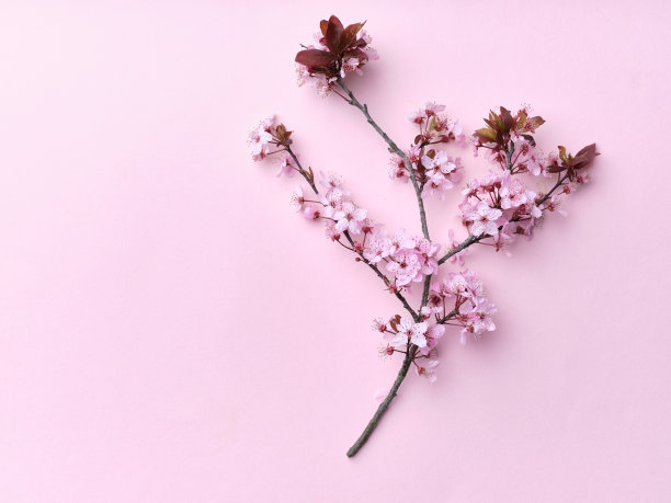 铺上樱花图片下载