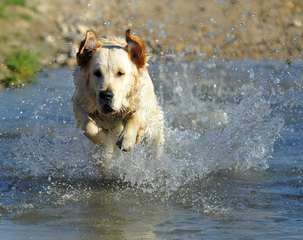 一只拉布拉多猎犬图片下载