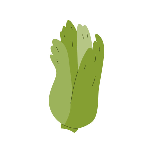 中国卷心菜叶子图标矢量插图图片下载