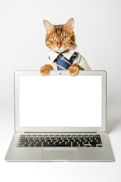 白色背景下的一只猫和一台笔记本电脑的特写。图片下载