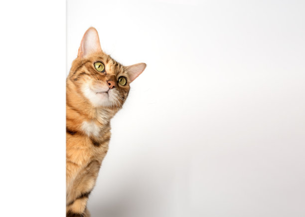 滑稽的猫从墙后向外偷看。图片下载