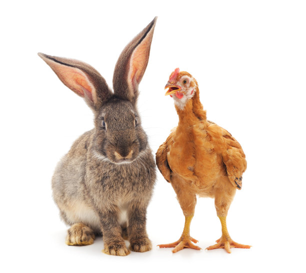 灰色的兔子和棕色的鸡。图片下载